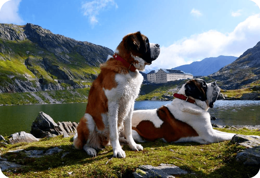 st bernard 2